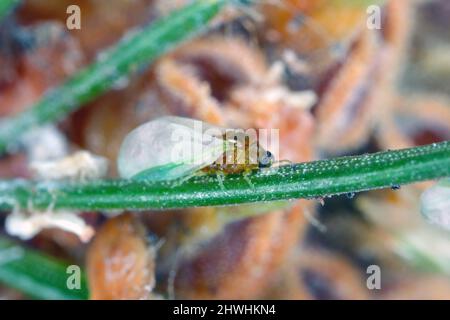 Insects of Green spruce gall aphid (Sacchiphantes viridis synonyms: Chermes viridis, Sacchiphantes abietis viridis) on the needles of spruce. Stock Photo