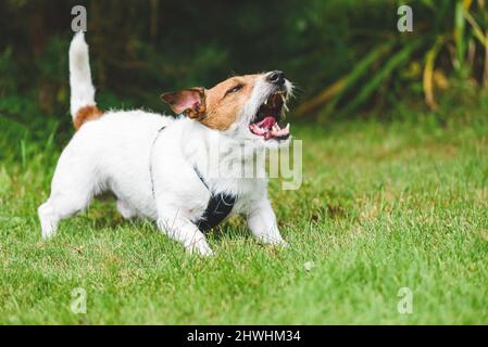 Neighbour's dog howling, whining and barking loudly making annoying noise at backyard Stock Photo