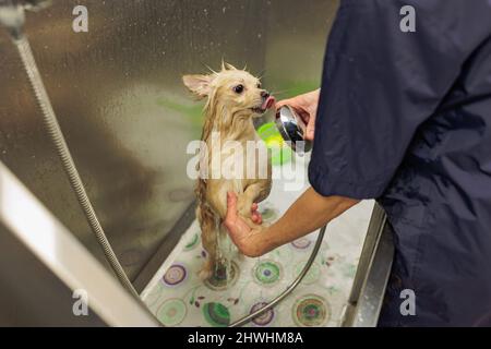 professional groomer carefully wash the spitz dog in bath, before grooming procedure. little puppy spitz get used to such procedures Stock Photo