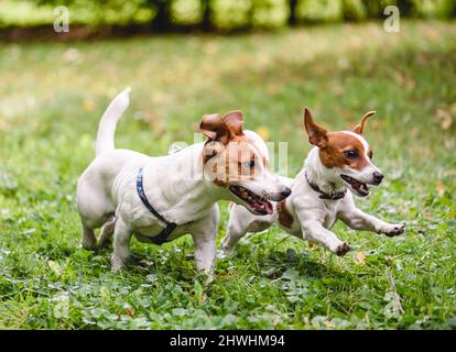 Two joyful Jack Russell Terrier pet dogs playing together happily running on green grass lawn in public park. Adult dog plays with puppy Stock Photo