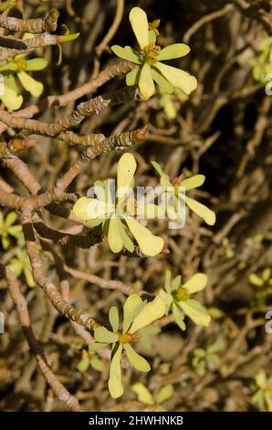 Stems, leaves and cyathia of balsam spurge Euphorbia balsamifera. Mazo. La Palma. Canary Islands. Spain. Stock Photo