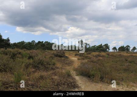a panoramic purple heath landscape 'Kalmthoutse Heide' with a sand path and a forest in Belgium in summer Stock Photo