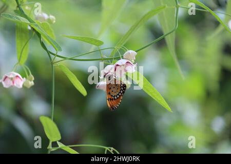 An orange butterfly on a white flower Stock Photo