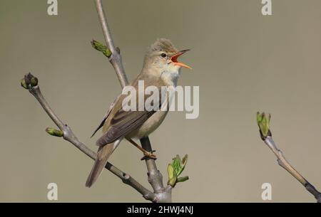 Marsh warbler, singing from a tree with buds Stock Photo