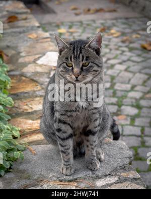 Grey male cat looking at the camera, portrait photo of a cute grey male cat Stock Photo