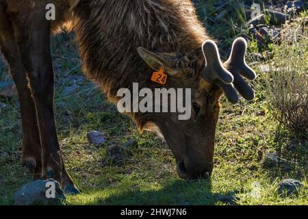 Bull Elk, Cervus canadensis, tagged for a research project, feeding in a residential area in the Fort Yellowstone area of Yellowstone National Park, W Stock Photo