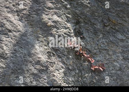 Gray and white natural stone texture background with growing red leaves. Stock Photo