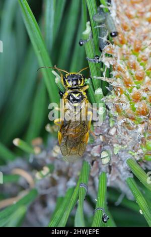 Web-spinning sawflie - Acantholyda posticalis and Diprion pini larvae the common pine sawfly - caterpillars eating needles and an adult insect. Stock Photo