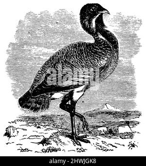 great bustard, Otis tarda,  (biology book, 1888), Trappe, Grande Outarde Stock Photo