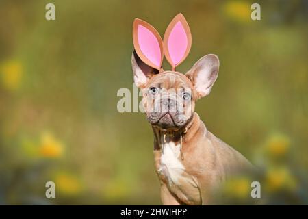 Easter bunny dog. French Bulldog puppy wearing costume rabbit ears headband Stock Photo