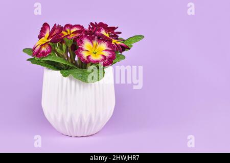 Dark pink 'Primula Acaulis' primrose flowers with yellow middle in flower pot on violet background Stock Photo