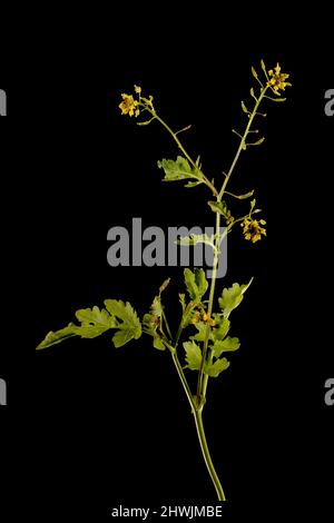 Marsh Yellow-Cress (Rorippa palustris). Habit Stock Photo