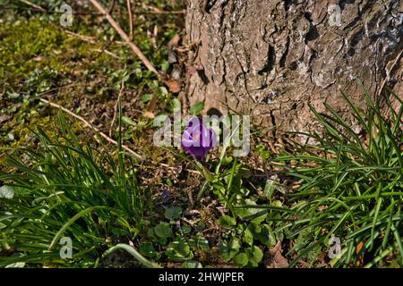 beautiful purple crocuses in the sun in early spring Stock Photo