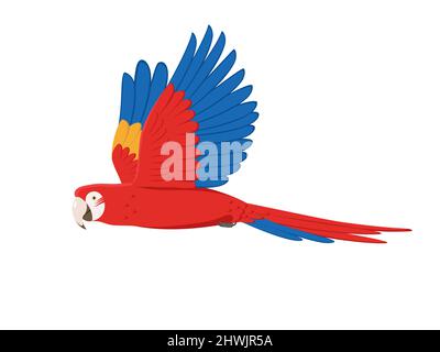 Macaw parrot. Vector illustration flying macaw parrot isolated on white background. Side view, profile. Stock Vector