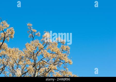 Drupes of Melia azedarach, known as chinaberry tree during early spring Stock Photo