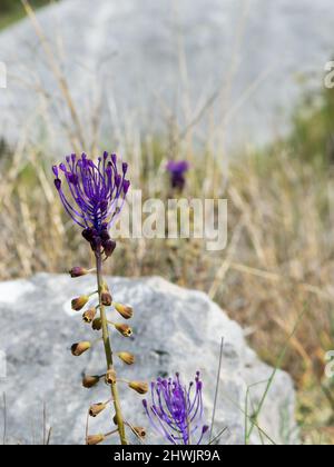 Spring flower Muscari comosum, Leopoldia comosa known as tassel hyacinth growing in the rocky grounds, in Dalmatia, Croatia Stock Photo