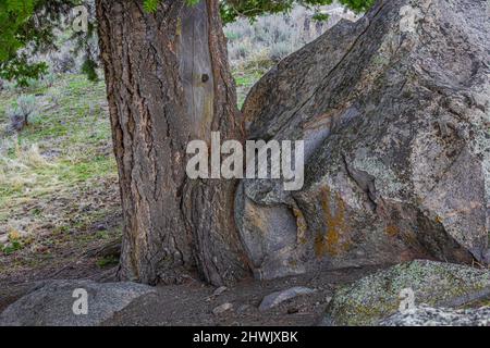 Douglas Fir, Pseudotsuga menziesii, sheltered by a big boulder on the Blacktail Plateau of Yellowstone National Park, Wyoming, USA Stock Photo