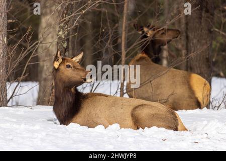 Two female elk in Clam Lake, Wisconsin. Stock Photo