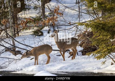White-tailed doe and her fawn prepare to cross the Chippewa River on a cold winter's evening. Stock Photo