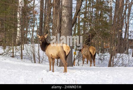 Two female elk in Clam Lake, Wisconsin. Stock Photo