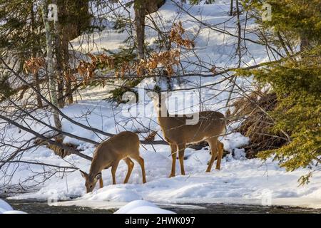White-tailed doe and her fawn prepare to cross the Chippewa River on a cold winter's evening. Stock Photo
