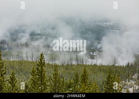 Regeneration of Lodgepole Pines, Pinus contorta, after the temporarily devastating 1988 Yellowstone National Park wildfires, Wyoming, USA Stock Photo