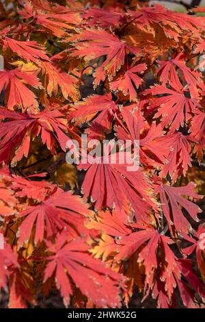 botany, leaves of a red Japanese maple in th, Caution! For Greetingcard