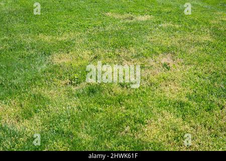 Untended Lawn, Weeds, Virginia, USA. Stock Photo
