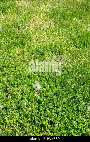 Untended Lawn, Weeds, Virginia, USA. Stock Photo