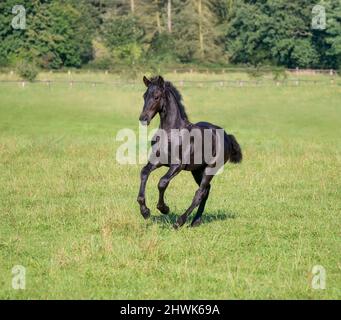 A cute 3 month old foal, male barock black, warmblood horse baroque type, run at a gallop in a green grass meadow, Germany Stock Photo