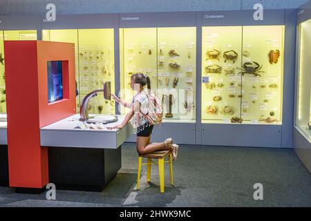 Brisbane Australia,South Brisbane,Cultural Centre center,Queensland Museum & ScienceCentre,exhibit touchscreen,girl female student hands-on science Stock Photo
