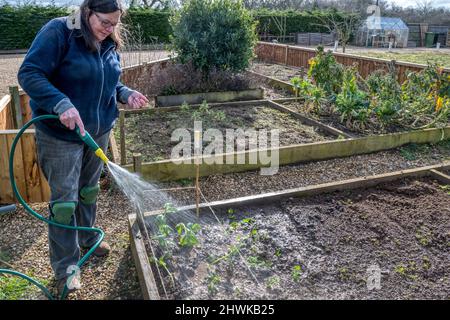 Woman watering in bean and pea plants after planting them out into vegetable garden. Stock Photo