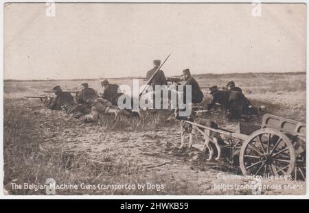 'The Belgian machine guns transported by dogs' / 'Canon mitrailleuses belges traines par des cheins': First World War postcard showing Belgian soldiers with machine gun and rifles, a dog harnessed to a small cart is in the foreground Stock Photo