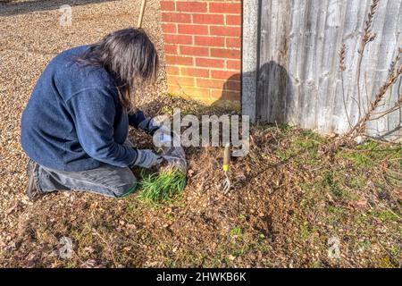 Woman planting snowdrops, Galanthus nivalis.  Common snowdrop planted in the green. Stock Photo