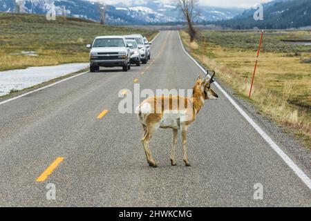 Pronghorn, Antilocapra americana, on road and stopping cars in Lamar Valley in Yellowstone National Park, Wyoming, USA [No model or property release; Stock Photo