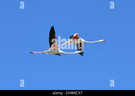 Flying flamingo in the sky Phoenicopterus roseus , Camargue, France Stock Photo