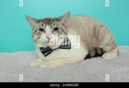 cute grey and white cat wearing a bow tie lying down Stock Photo - Alamy