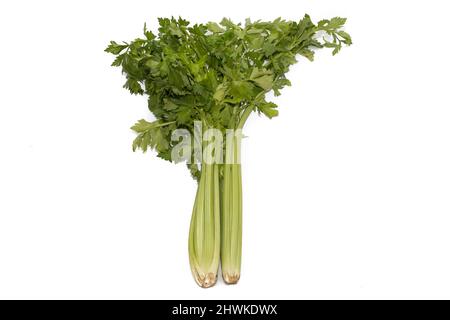 A bunch of celery. Isolated on white background. Stock Photo