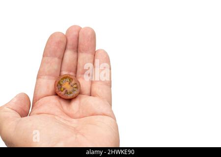 An open hand holding one half of a cherry tomato, the mini kumato variety. Isolated on white background. Stock Photo