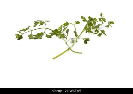 Two bunches of parsley. Isolated on white background. Stock Photo