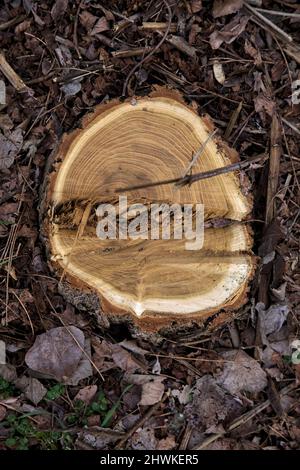 Tree stump surrounded by wood shavings Stock Photo