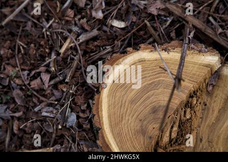Tree stump surrounded by wood shavings Stock Photo