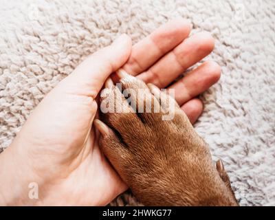 Male hands holding dog paws. Close-up, indoor Stock Photo