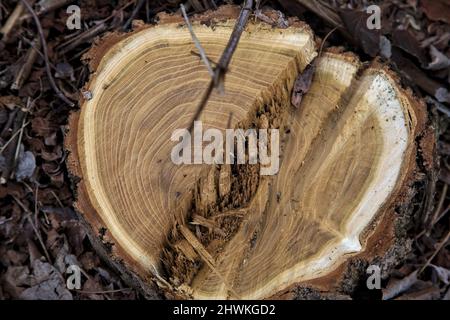 Tree stump surrounded by wood shavings Stock Photo