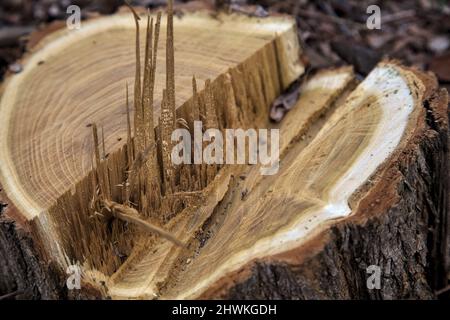 Tree stump surrounded by wood shavings Stock Photo