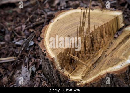 Tree stump surrounded by wood shavings Stock Photo