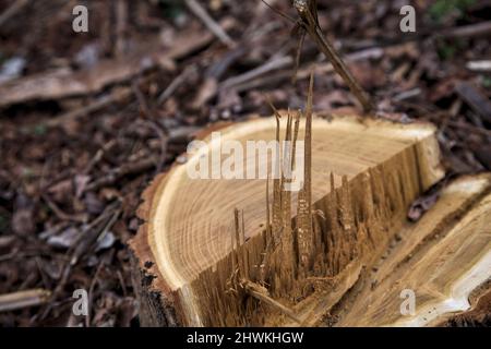 Tree stump surrounded by wood shavings Stock Photo
