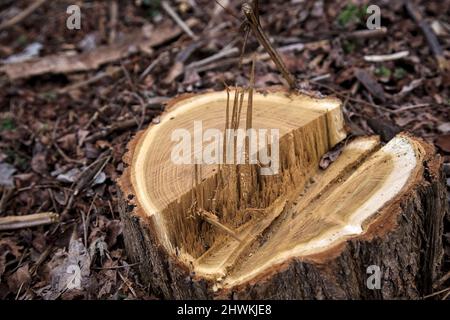 Tree stump surrounded by wood shavings Stock Photo