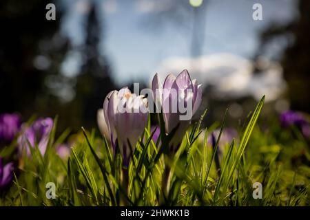 Backlit Crocus flowers in the sunshine at Parkside Road Cemetery, Kendal, Cumbria Stock Photo