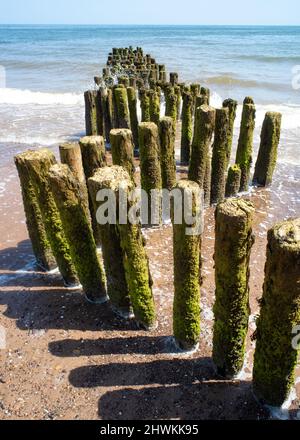 UK, England, Devonshire. Groynes on Dawlish Warren beach and the English Channel. Stock Photo